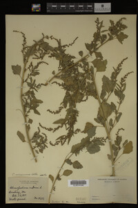 Image Associated With the Occurrence