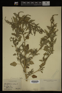 Image Associated With the Occurrence