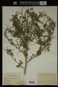 Image Associated With the Occurrence
