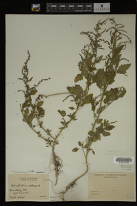 Image Associated With the Occurrence