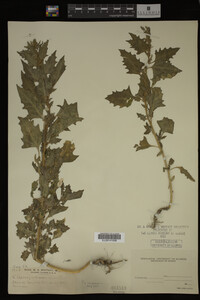 Image Associated With the Occurrence