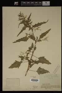 Image Associated With the Occurrence