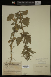 Image Associated With the Occurrence