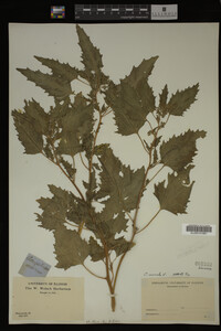 Image Associated With the Occurrence