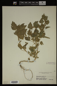 Image Associated With the Occurrence