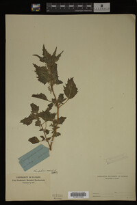 Image Associated With the Occurrence
