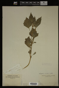 Image Associated With the Occurrence
