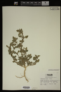 Image Associated With the Occurrence
