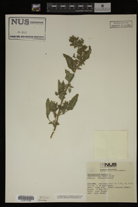 Image Associated With the Occurrence