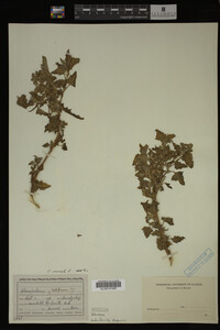 Image Associated With the Occurrence