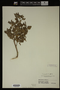 Image Associated With the Occurrence