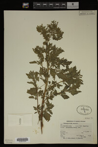 Image Associated With the Occurrence