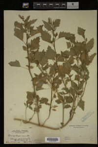 Image Associated With the Occurrence