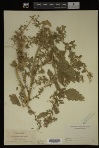Image Associated With the Occurrence