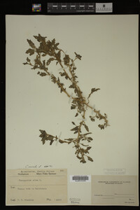 Image Associated With the Occurrence