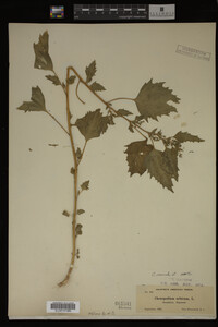 Image Associated With the Occurrence