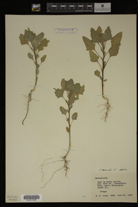 Image Associated With the Occurrence