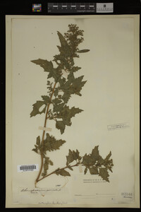 Image Associated With the Occurrence
