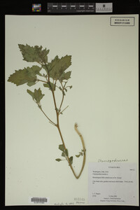 Image Associated With the Occurrence