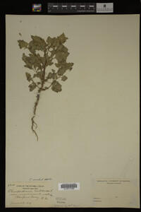 Image Associated With the Occurrence