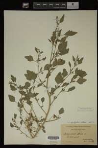 Image Associated With the Occurrence