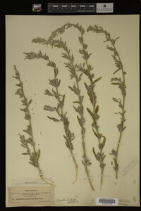 Image Associated With the Occurrence