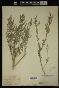 Image Associated With the Occurrence