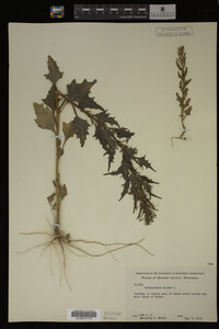 Image Associated With the Occurrence