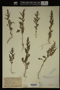 Image Associated With the Occurrence