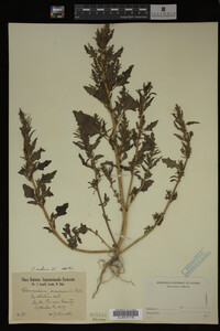 Image Associated With the Occurrence
