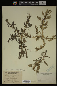 Image Associated With the Occurrence