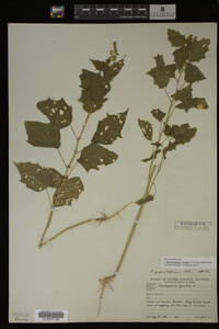 Image Associated With the Occurrence
