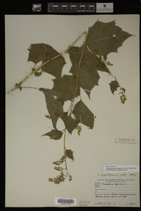 Image Associated With the Occurrence