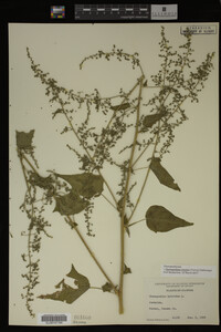 Image Associated With the Occurrence