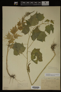 Image Associated With the Occurrence