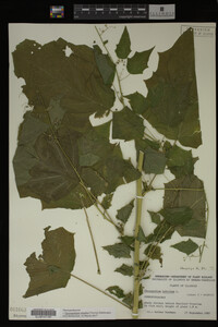 Image Associated With the Occurrence