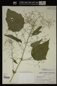 Image Associated With the Occurrence