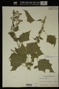 Image Associated With the Occurrence