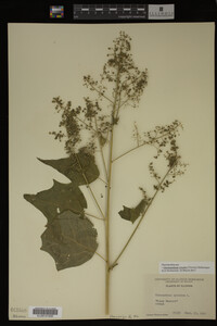 Image Associated With the Occurrence