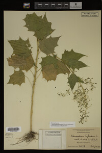 Image Associated With the Occurrence