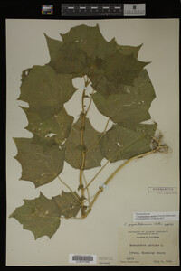 Image Associated With the Occurrence