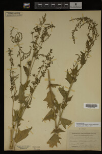 Image Associated With the Occurrence
