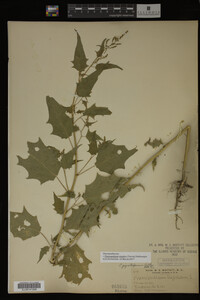 Image Associated With the Occurrence
