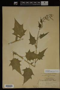 Image Associated With the Occurrence
