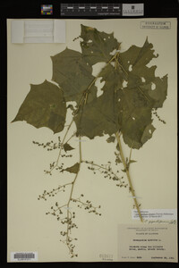 Image Associated With the Occurrence