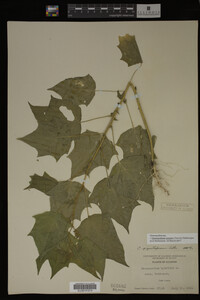 Image Associated With the Occurrence