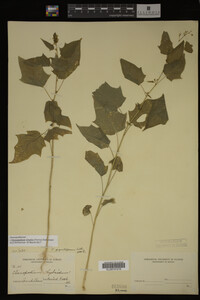 Image Associated With the Occurrence