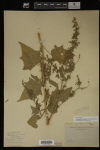Image Associated With the Occurrence