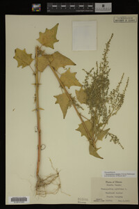 Image Associated With the Occurrence