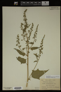 Image Associated With the Occurrence